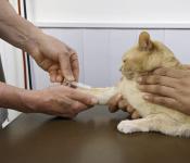 Причины мочекаменной болезни у кошек